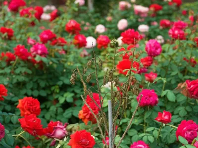 Illustration belies - Image 1