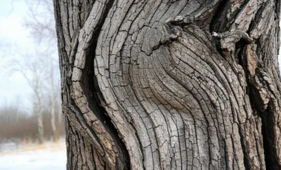 Illustration seasoned - Image 1