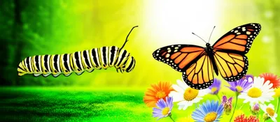 Illustration morphed - Image 1