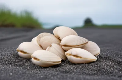 Illustration pipis - Image 1