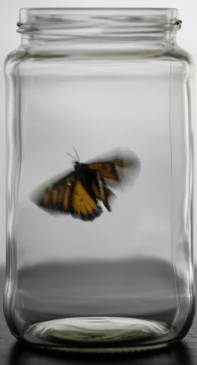 Illustration flutter - Image 1