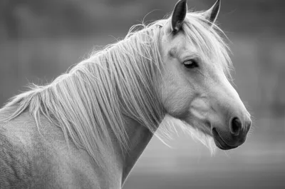 Illustration gray - Image 1