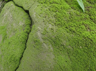 Illustration creep - Image 1