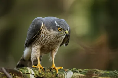 Illustration musket - Image 1