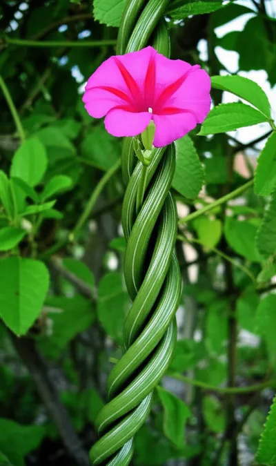 Illustration constricting - Image 2