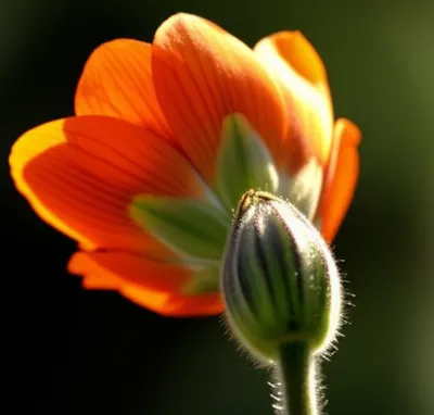 Illustration impregnated - Image 1