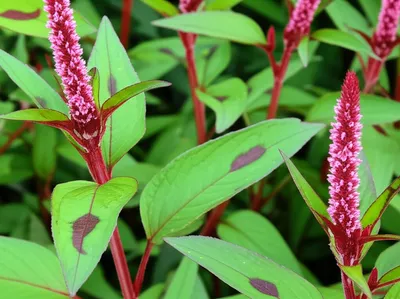 Illustration redshanks - Image 1