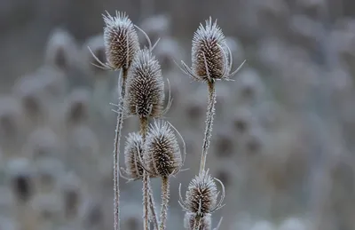 Illustration teasels - Image 2