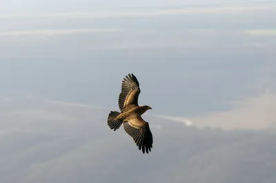 Illustration gliding - Image 1