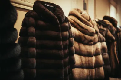 Illustration mink - Image 1