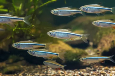 Illustration silverside