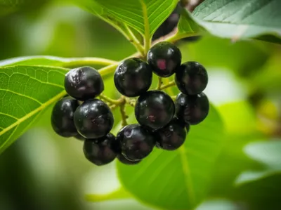 Illustration elderberry - Image 1