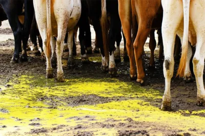 Illustration steles - Image 1