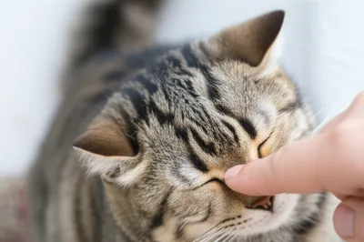 Illustration annoyed