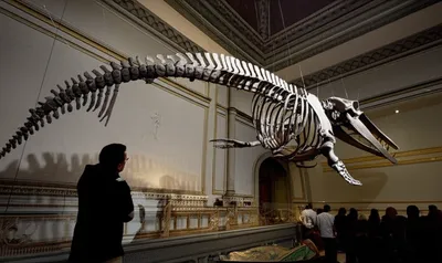 Illustration vestige - Image 1