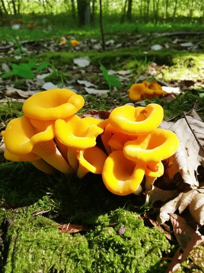 Illustration girolles