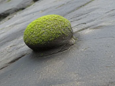 Illustration protuberance