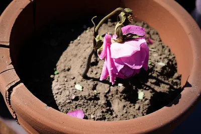 Illustration consuming - Image 1