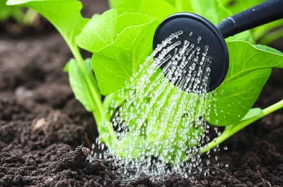 Illustration watering