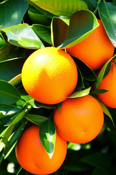 Illustration oranges - Image 1