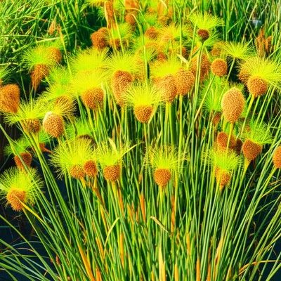 Illustration papyri - Image 1