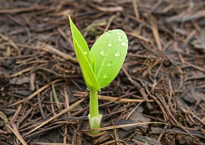 Illustration wither - Image 1