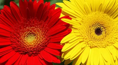 Illustration crosses - Image 1