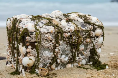 Illustration encrusted - Image 1