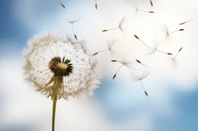 Illustration floats - Image 1