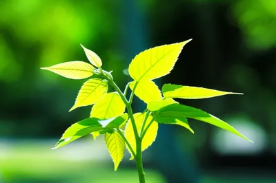 Illustration leafed - Image 1