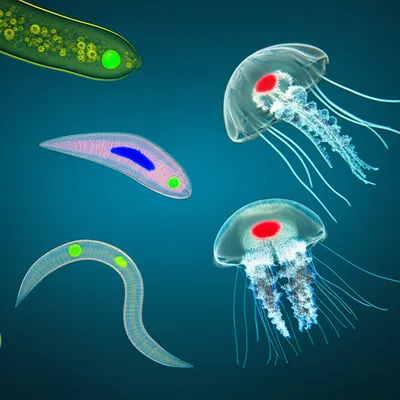 Illustration eyespots