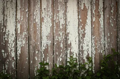 Illustration whitewashed - Image 1