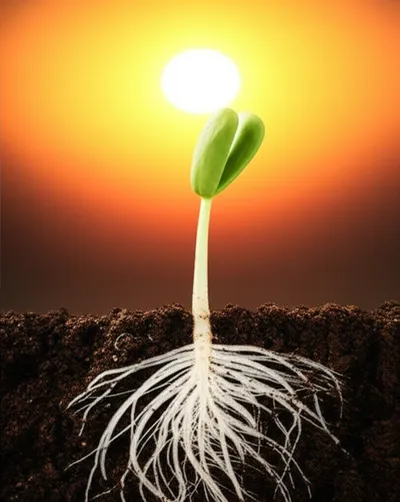 Illustration seed - Image 1