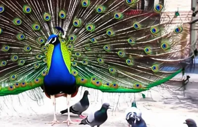 Illustration flaunt - Image 1