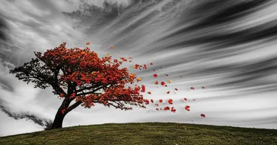 Illustration gusted - Image 1