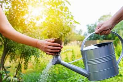 Illustration befriend