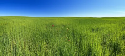 Illustration greens - Image 1