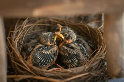 Illustration nestling - Image 1