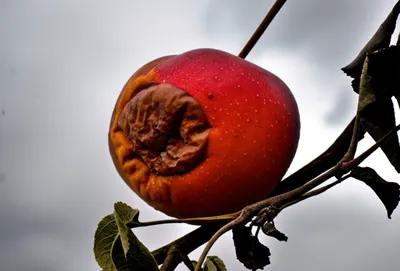 Illustration souring - Image 1