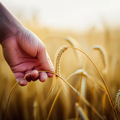 Illustration swayed - Image 1