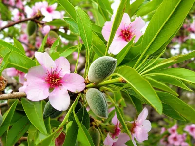 Illustration almonds - Image 2