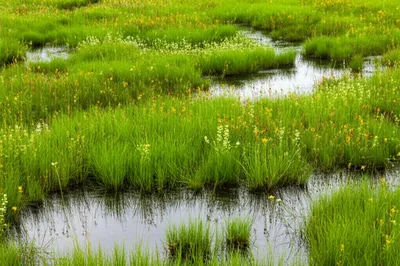 Illustration bais - Image 1