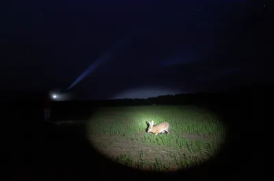 Illustration lamping - Image 1