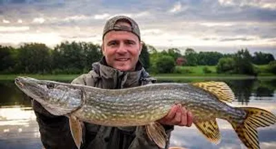 Illustration pike - Image 2