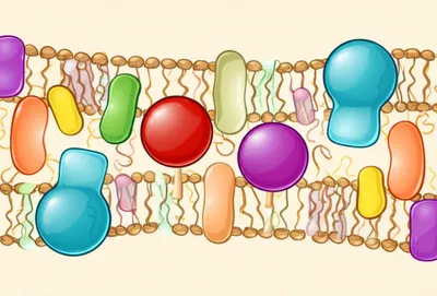 Illustration phospholipid
