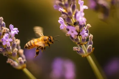 Illustration hummed - Image 1