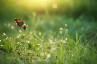 Illustration quiescence - Image 1