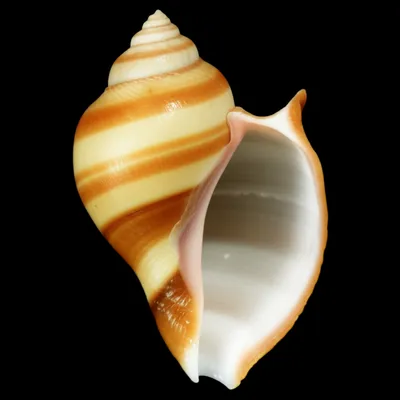 Illustration olive - Image 1