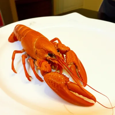 Illustration langoustine