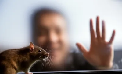 Illustration misjudge - Image 1